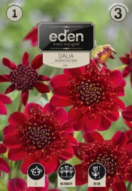 dalia-anemonowa-jive-1-szt-eden