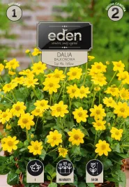 dalia-balkonowa-top-mix-yellow-1szt-eden