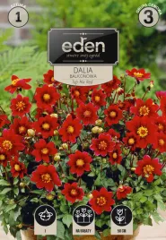dalia-balkonowa-top-mix-red-1-szt-eden