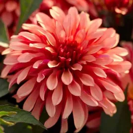 dalia-dekoracyjna-art-deco-1szt