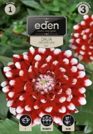 dalia-dekoracyjna-duet-1-szt-eden