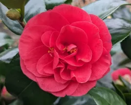 kamelia-japonska-lady-campbell-camellia-japonica-sadzonki-p9