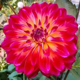 dalia-dekoracyjna-manhattan-island-1szt