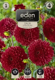 dalia-pomponowa-downham-royal-1-sztuka-eden