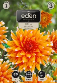 dalia-kaktusowa-color-spectacle-1szt-eden