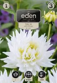 dalia-kaktusowa-my-love-1-szt-eden