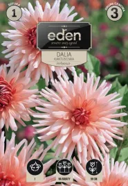 dalia-kaktusowa-preference-1-szt-eden