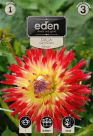 dalia-kaktusowa-vuurvogel-1-szt-eden