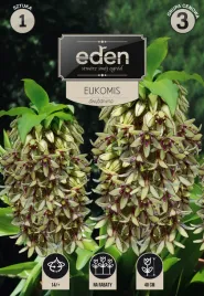 eukomis-dwubarwny-1-szt-eden