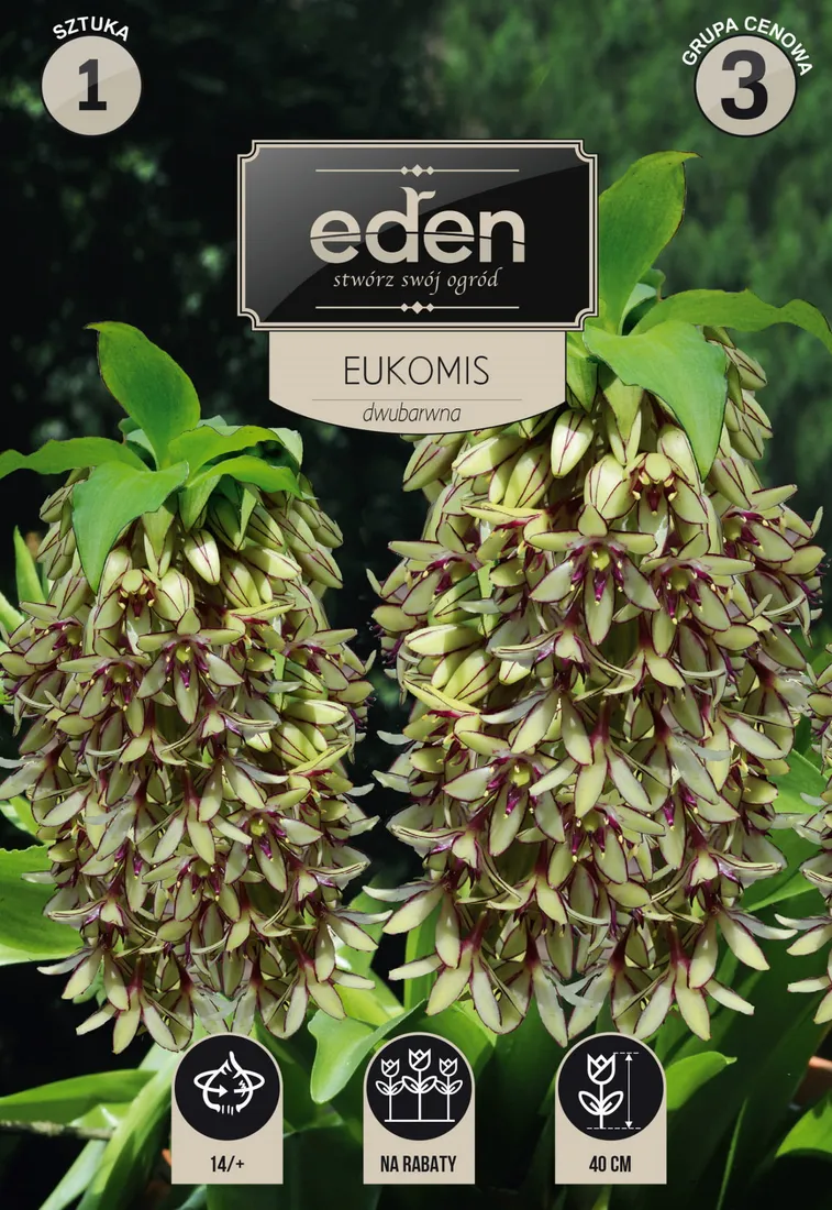 eukomis-dwubarwny-1-szt-eden