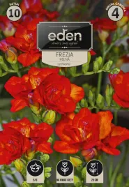frezja-pelna-czerwona-10-szt-eden
