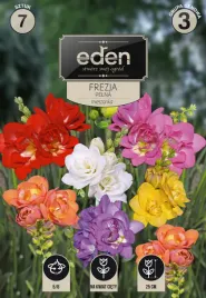 frezja-pelna-mieszanka-7-szt-eden