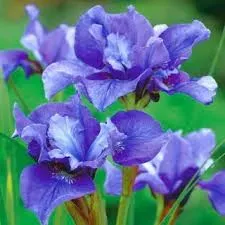 irys-syberyjski-teal-velvet-1szt-eden