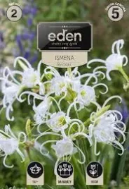 ismena-blonczatka-2-szt-eden