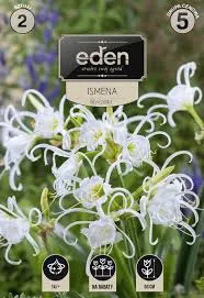 ismena-blonczatka-2-szt-eden