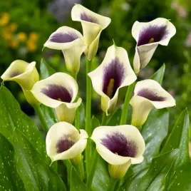 zantedeschia-kalla-picasso-1-szt-eden