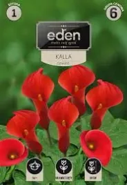 kalla-czerwona-1-szt-eden