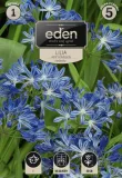 agapant-niebieski-1szt-eden