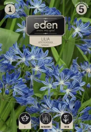 agapant-niebieski-1szt-eden