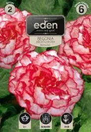 begonia-bulwiasta-dwukolorowa-marmorata-2-sztuki-eden