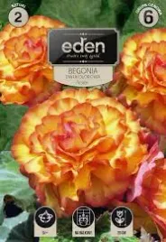 begonia-dwukolorowa-picotee-2-szt-eden