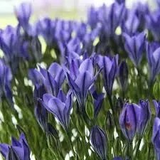 hiacynt-kalifornijski-brodiaea-laxa-10-szt-eden