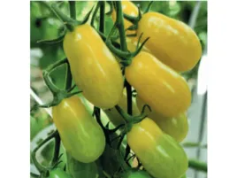 pomidor-szczepiony-zolty-koktajlowy-sadzonka-p9-slodkie-owoce