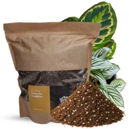 podloze-urban-jungle-maranta-calathea-3l