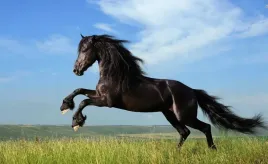 fototapeta-m2p-konie-09-416x254