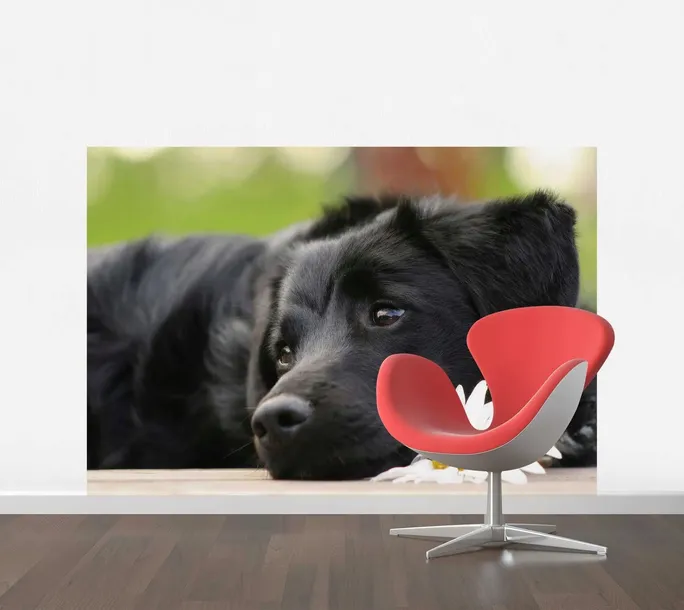 fototapeta-t4u-pies-08-416x254-gama-kolorystyczna-wielokolorowe