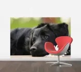 fototapeta-t4u-pies-08-416x254-gama-kolorystyczna-wielokolorowe