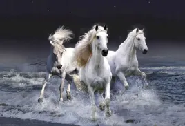 fototapeta-t4u-horse-01-152x104