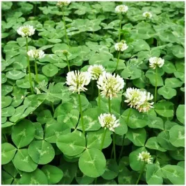 koniczyna-biala-nasiona-poplon-c1-wieloletnia-kwiaty-kwalifikowana-1kg