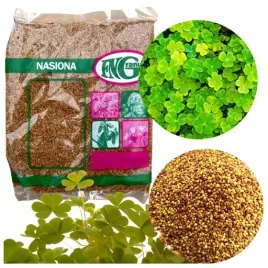 mikrokoniczyna-koniczyna-drobnolistna-biala-nasiona-500-g