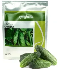 ogorek-gruntowy-octopus-konserwowy-do-kiszenia-nasiona-holenderskie