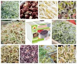 kielkownica-zestaw-x10-nasiona-na-kielki-290g