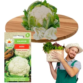 kalafior-wczesny-bora-nasiona-1g