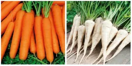 zestaw-nasion-warzyw-marchewka-pietruszka-gratis