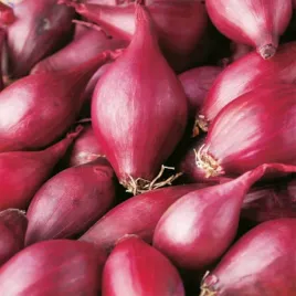 cebula-dymka-karmen-czerwona-500g-najlepsza-jakosc-wiosenna-ekologiczna