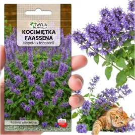 kocimietka-odstrasza-komary-uwielbiana-przez-koty-miododajka-dlugo-kwitnie