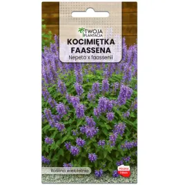 kocimietka-odstrasza-komary-uwielbiana-przez-koty-miododajka-dlugo-kwitnie