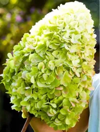 hortensja-bukietowa-hercules-3-l