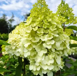 hortensja-bukietowa-polar-bear-3-l