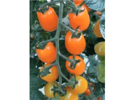 pomidor-szczepiony-kajsa-sweet-sadzonka-p9-koktajlowy-zolty