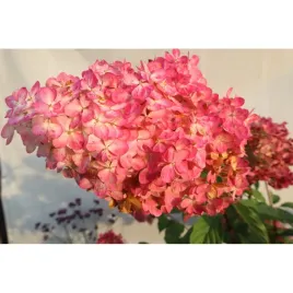 hortensja-bukietowa-vanile-fraise-3-l