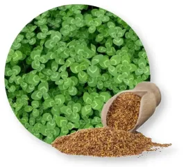 koniczyna-mikrokoniczyna-biala-250g-centnas