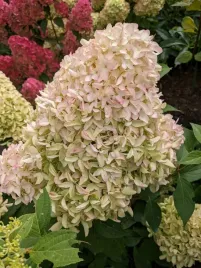 hortensja-bukietowa-skyfall-3-l-pakiet-8-szt