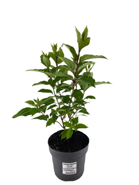 hortensja-bukietowa-skyfall-3-l-waga-z-opakowaniem-15-kg