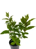 hortensja-bukietowa-skyfall-3-l-roslina-w-postaci-sadzonka-w-pojemniku-2-3l