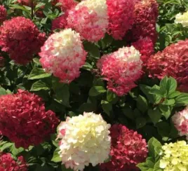 hortensja-bukietowa-bonfire-3l